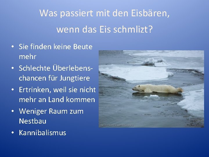 Was passiert mit den Eisbären, wenn das Eis schmlizt? • Sie finden keine Beute