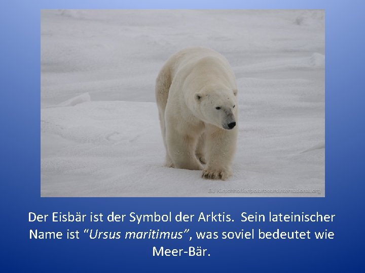 Der Eisbär ist der Symbol der Arktis. Sein lateinischer Name ist “Ursus maritimus”, was