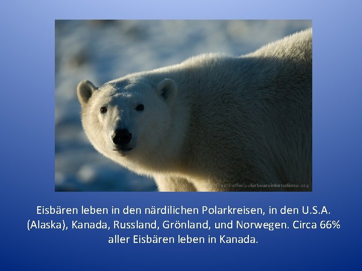 Eisbären leben in den närdilichen Polarkreisen, in den U. S. A. (Alaska), Kanada, Russland,
