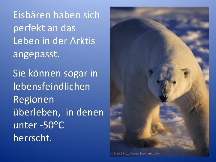 Eisbären haben sich perfekt an das Leben in der Arktis angepasst. Sie können sogar