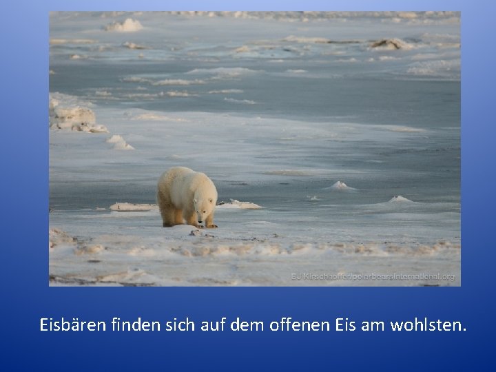 Eisbären finden sich auf dem offenen Eis am wohlsten. 