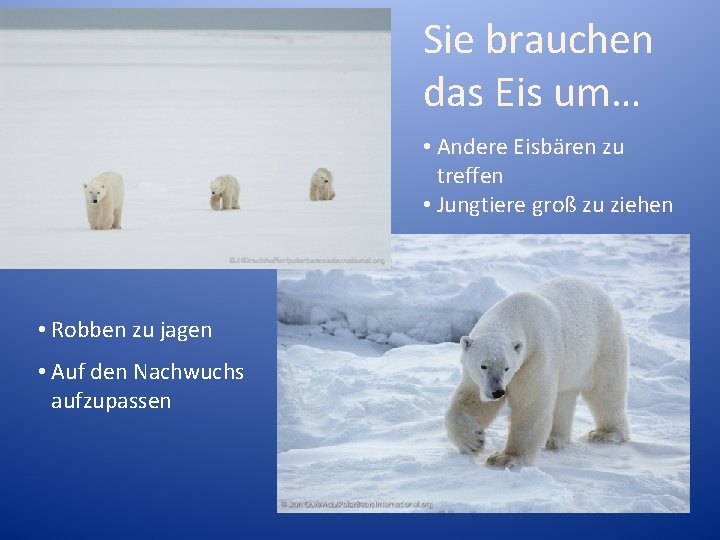 Sie brauchen das Eis um… • Andere Eisbären zu treffen • Jungtiere groß zu