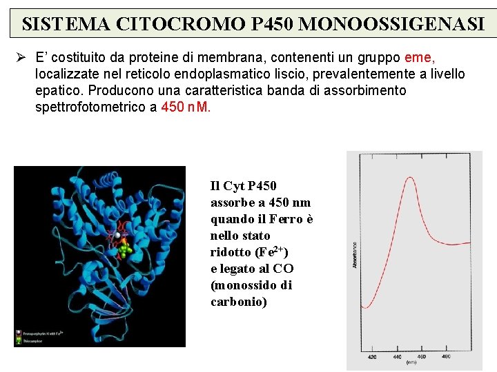 SISTEMA CITOCROMO P 450 MONOOSSIGENASI Ø E’ costituito da proteine di membrana, contenenti un