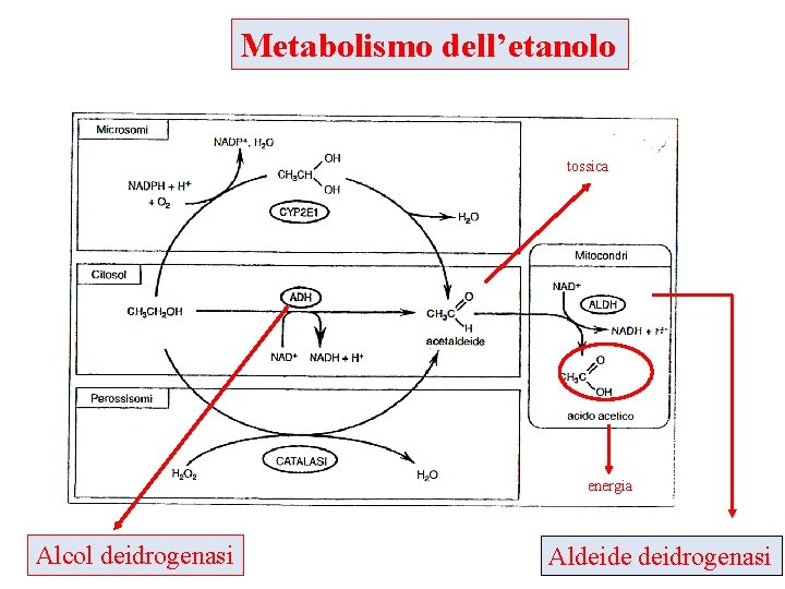 Metabolismo dell’etanolo tossica energia Alcol deidrogenasi Aldeide deidrogenasi 