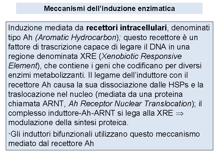 Meccanismi dell’induzione enzimatica Induzione mediata da recettori intracellulari, denominati tipo Ah (Aromatic Hydrocarbon); questo