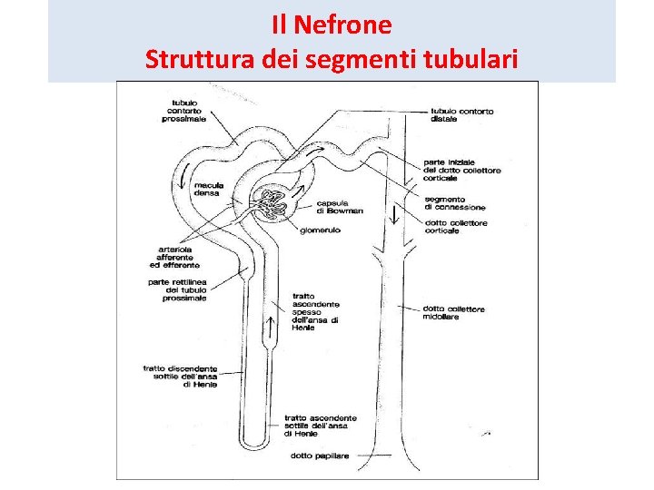 Il Nefrone Struttura dei segmenti tubulari 