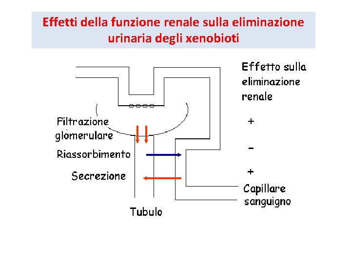 Effetti della funzione renale sulla eliminazione urinaria degli xenobioti 