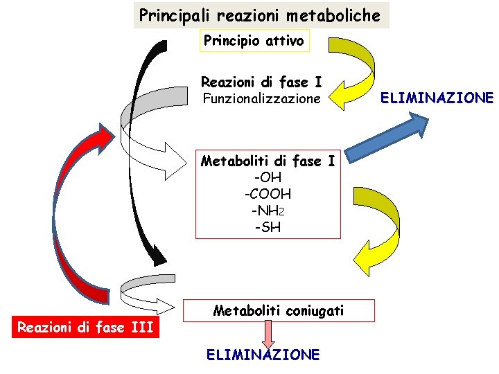 Principali reazioni metaboliche Principio attivo Reazioni di fase I Funzionalizzazione Metaboliti di fase I