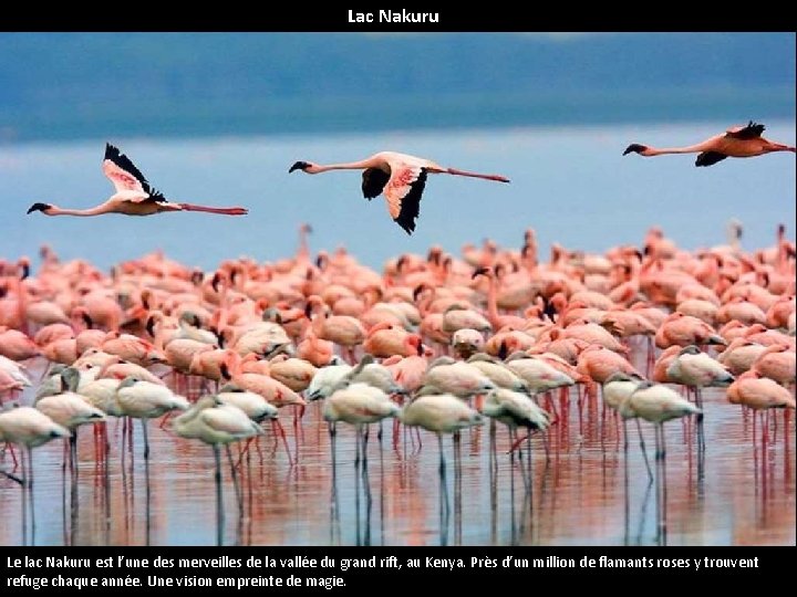 Lac Nakuru Le lac Nakuru est l’une des merveilles de la vallée du grand