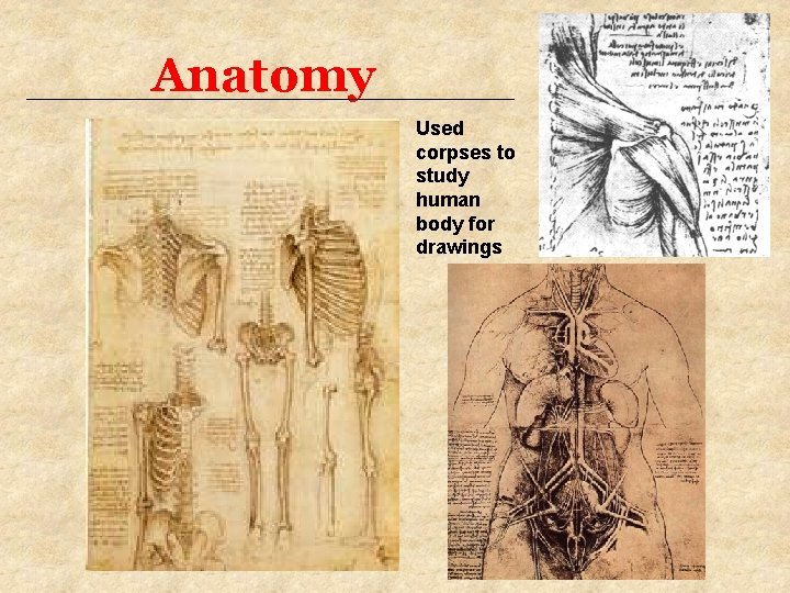 Anatomy Used corpses to study human body for drawings 