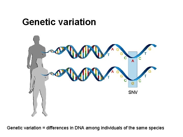 Genetic variation SNV Genetic variation = differences in DNA among individuals of the same