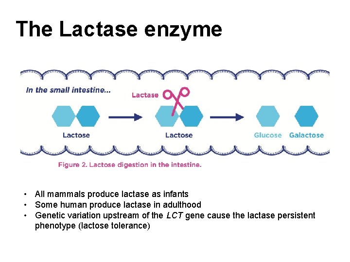 The Lactase enzyme • All mammals produce lactase as infants • Some human produce