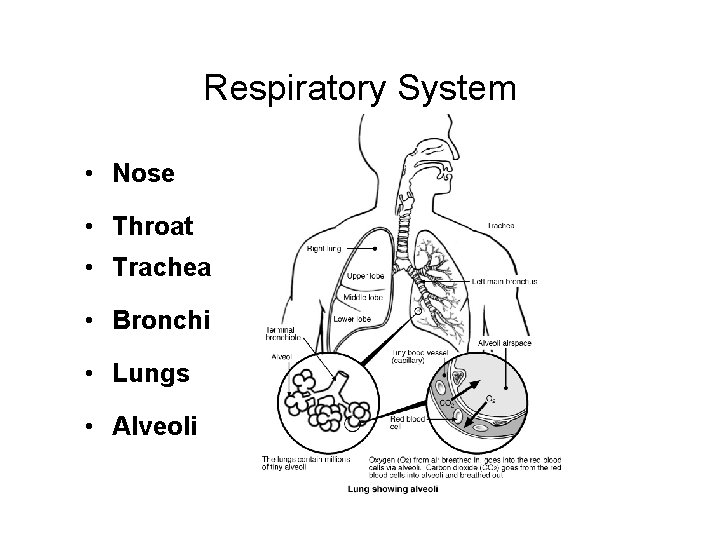 Respiratory System • Nose • Throat • Trachea • Bronchi • Lungs • Alveoli