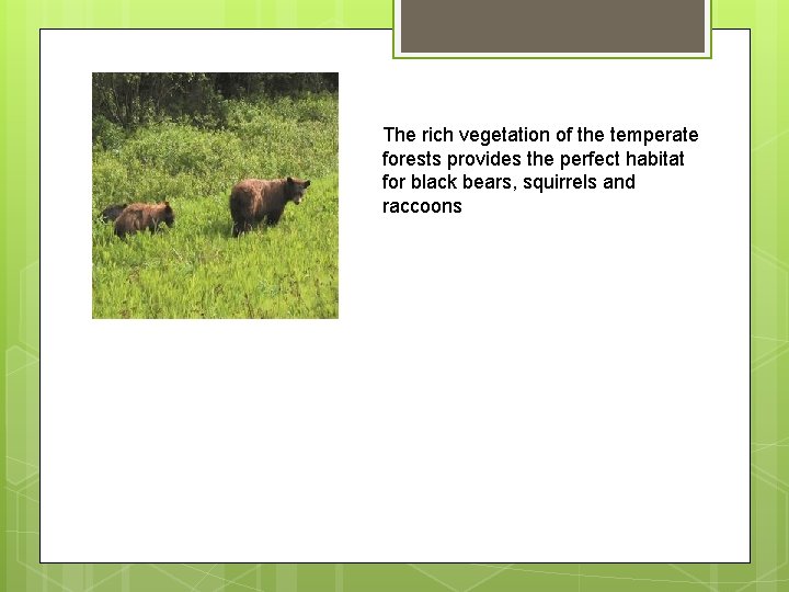 The rich vegetation of the temperate forests provides the perfect habitat for black bears,