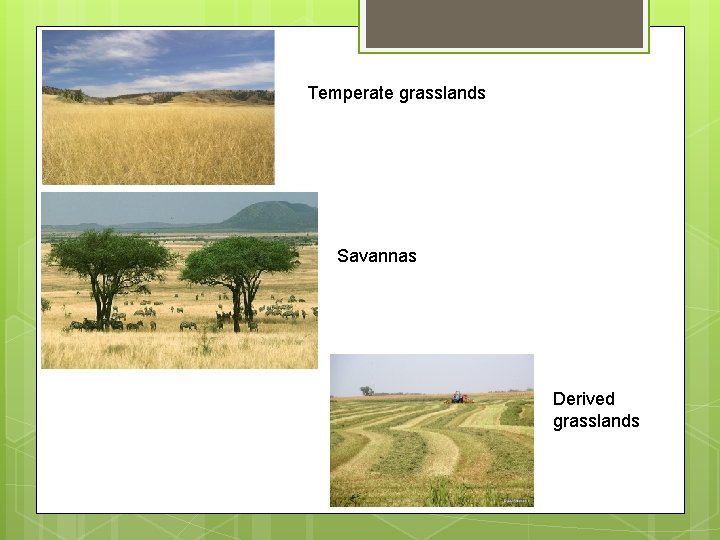 Temperate grasslands Savannas Derived grasslands 