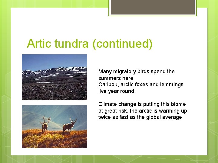 Artic tundra (continued) Many migratory birds spend the summers here Caribou, arctic foxes and