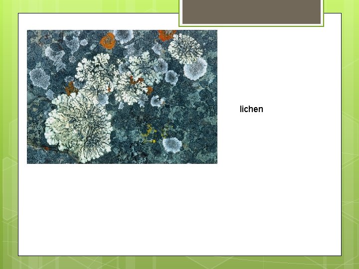 lichen 