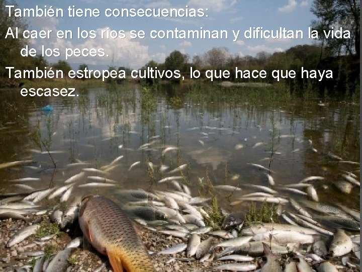 También tiene consecuencias: Al caer en los ríos se contaminan y dificultan la vida