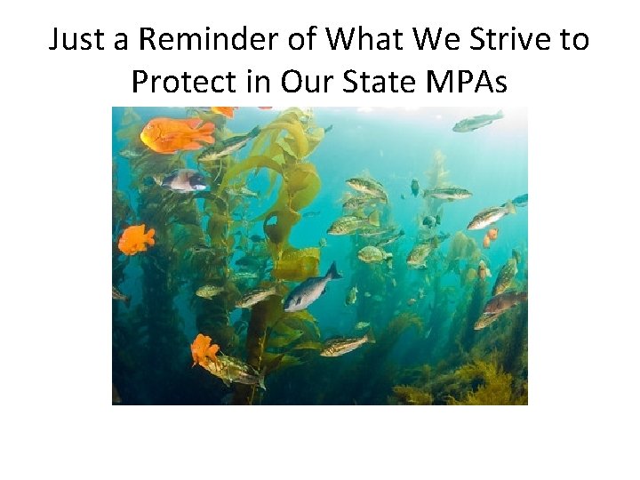 Just a Reminder of What We Strive to Protect in Our State MPAs 