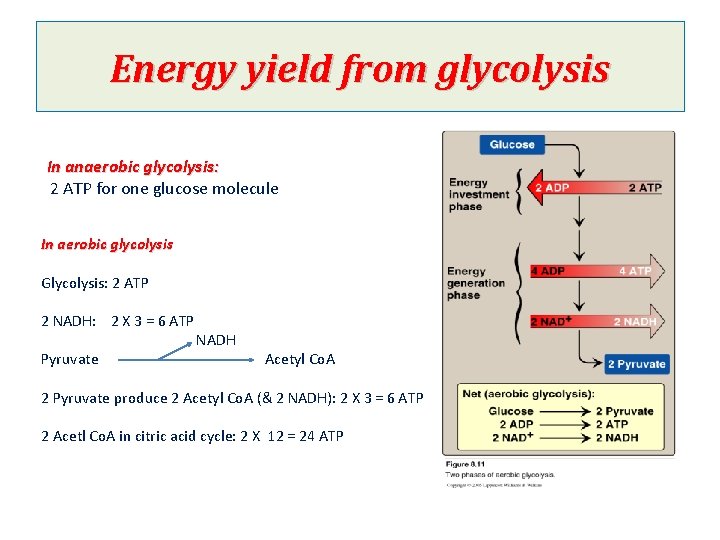 Energy yield from glycolysis In anaerobic glycolysis: 2 ATP for one glucose molecule In