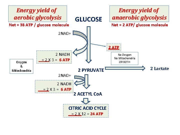Energy yield of aerobic glycolysis GLUCOSE Net = 38 ATP / glucose molecule Energy
