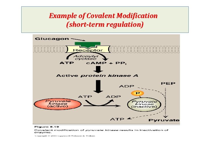 Example of Covalent Modification (short-term regulation) 