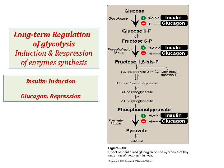 Long-term Regulation of glycolysis Induction & Respression of enzymes synthesis Insulin: Induction Glucagon: Repression