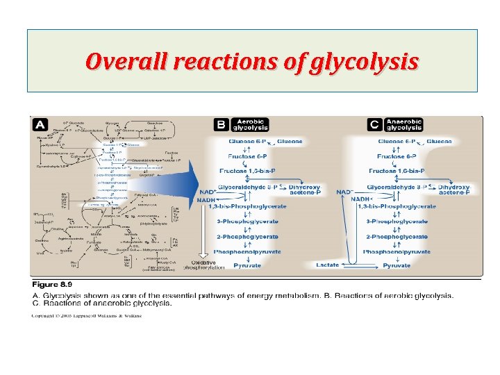 Overall reactions of glycolysis 