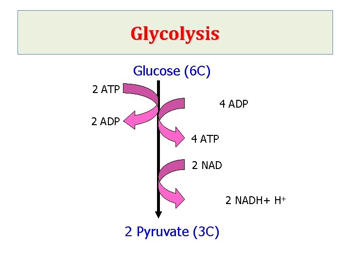 Glycolysis Glucose (6 C) 2 ATP 4 ADP 2 ADP 4 ATP 2 NADH+