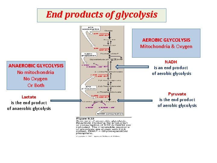 End products of glycolysis AEROBIC GLYCOLYSIS Mitochondria & Oxygen ANAEROBIC GLYCOLYSIS No mitochondria No