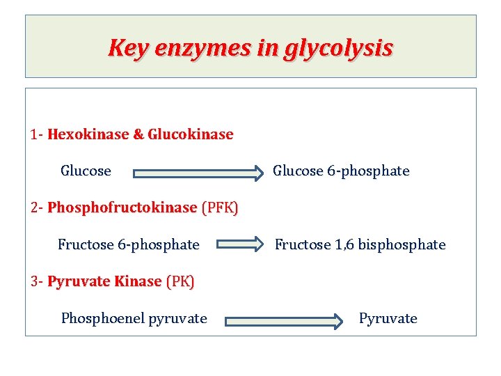 Key enzymes in glycolysis 1 - Hexokinase & Glucokinase Glucose 6 -phosphate 2 -