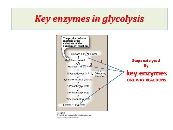 Key enzymes in glycolysis 1 2 Steps catalyzed By key enzymes ONE WAY REACTIONS