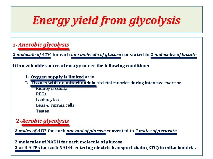 Energy yield from glycolysis 1 - Anerobic glycolysis 2 molecule of ATP for each