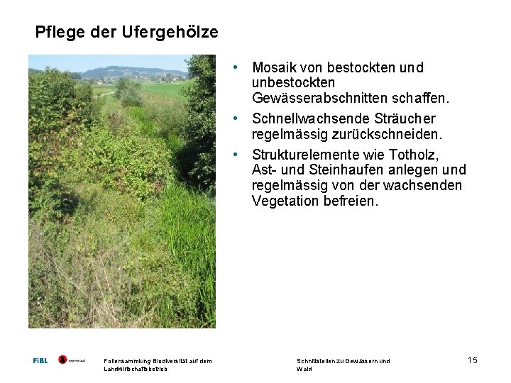 Pflege der Ufergehölze • Mosaik von bestockten und unbestockten Gewässerabschnitten schaffen. • Schnellwachsende Sträucher