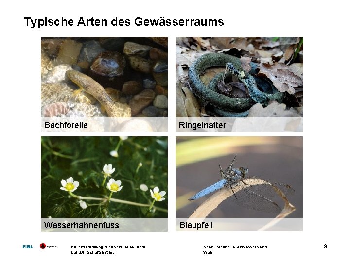 Typische Arten des Gewässerraums Bachforelle Ringelnatter Wasserhahnenfuss Blaupfeil Foliensammlung Biodiversität auf dem Landwirtschaftsbetrieb Schnittstellen