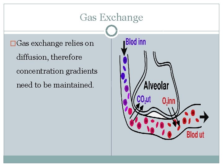 Gas Exchange �Gas exchange relies on diffusion, therefore concentration gradients need to be maintained.