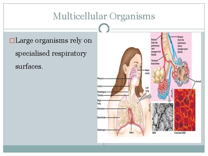 Multicellular Organisms �Large organisms rely on specialised respiratory surfaces. 