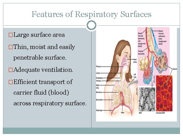 Features of Respiratory Surfaces �Large surface area �Thin, moist and easily penetrable surface. �Adequate
