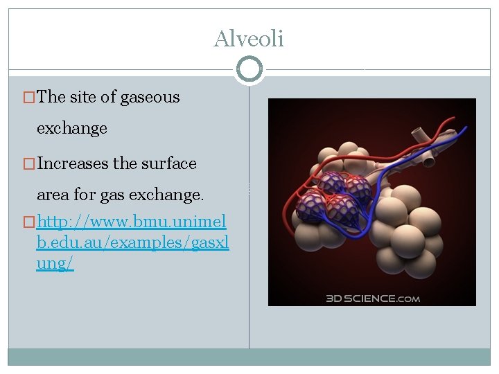 Alveoli �The site of gaseous exchange �Increases the surface area for gas exchange. �http: