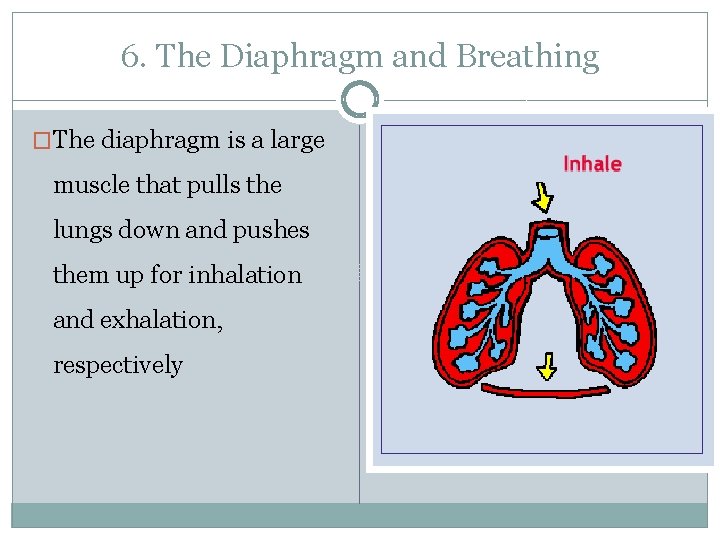 6. The Diaphragm and Breathing �The diaphragm is a large muscle that pulls the