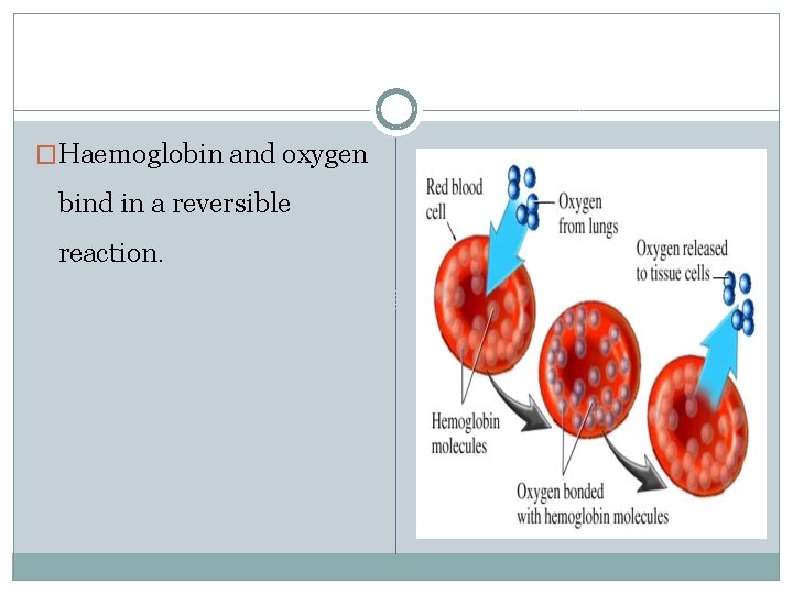 �Haemoglobin and oxygen bind in a reversible reaction. 