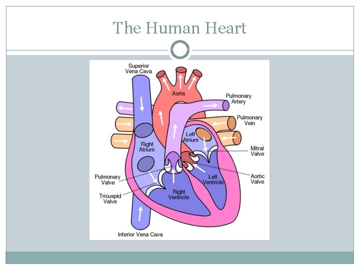 The Human Heart 