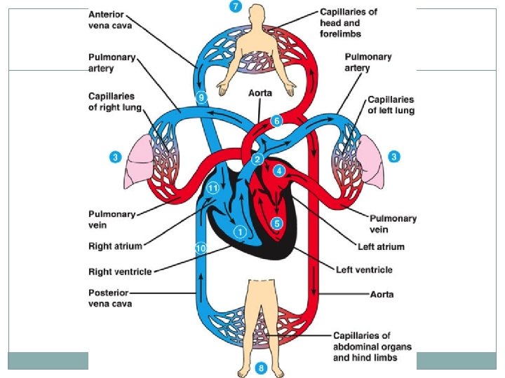 Putting it all together 