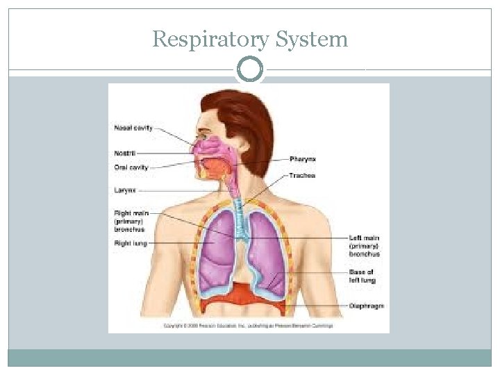 Respiratory System 