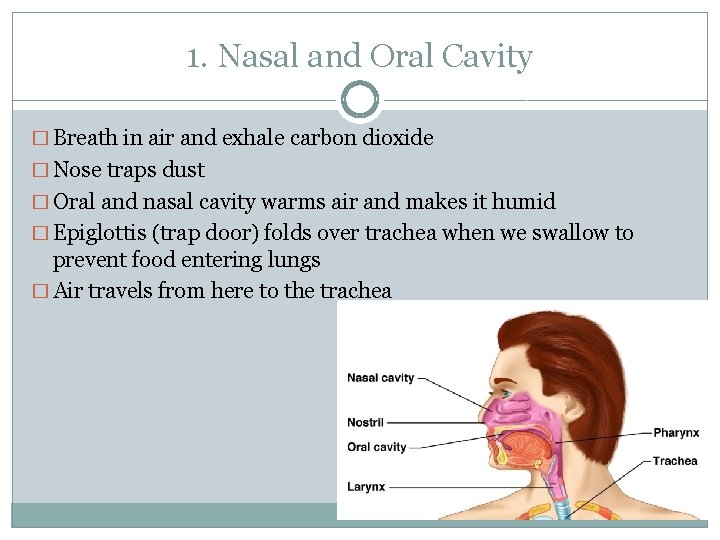 1. Nasal and Oral Cavity � Breath in air and exhale carbon dioxide �