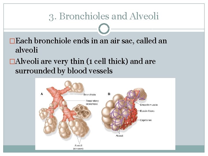 3. Bronchioles and Alveoli �Each bronchiole ends in an air sac, called an alveoli