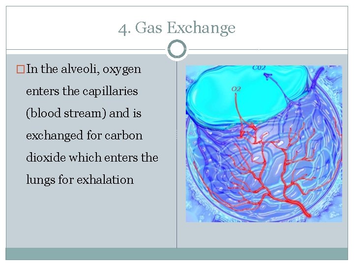 4. Gas Exchange �In the alveoli, oxygen enters the capillaries (blood stream) and is