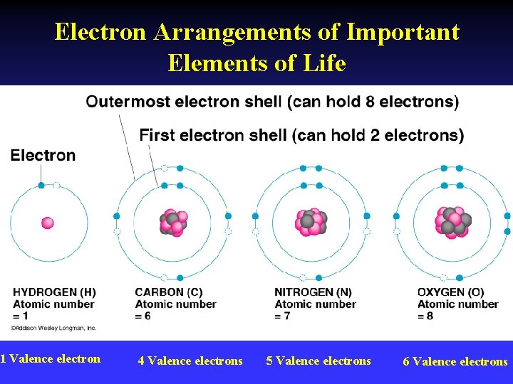Electron Arrangements of Important Elements of Life 1 Valence electron 4 Valence electrons 5