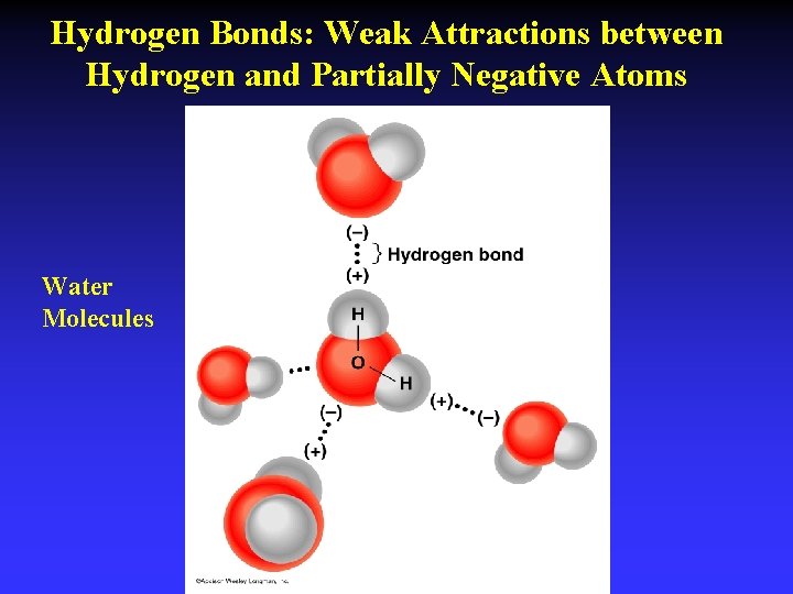 Hydrogen Bonds: Weak Attractions between Hydrogen and Partially Negative Atoms Water Molecules 