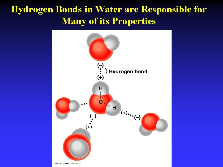 Hydrogen Bonds in Water are Responsible for Many of its Properties 